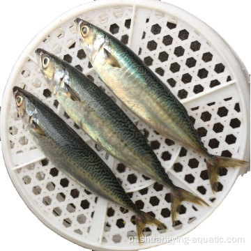 Seefrozen scomber japonicus peixes